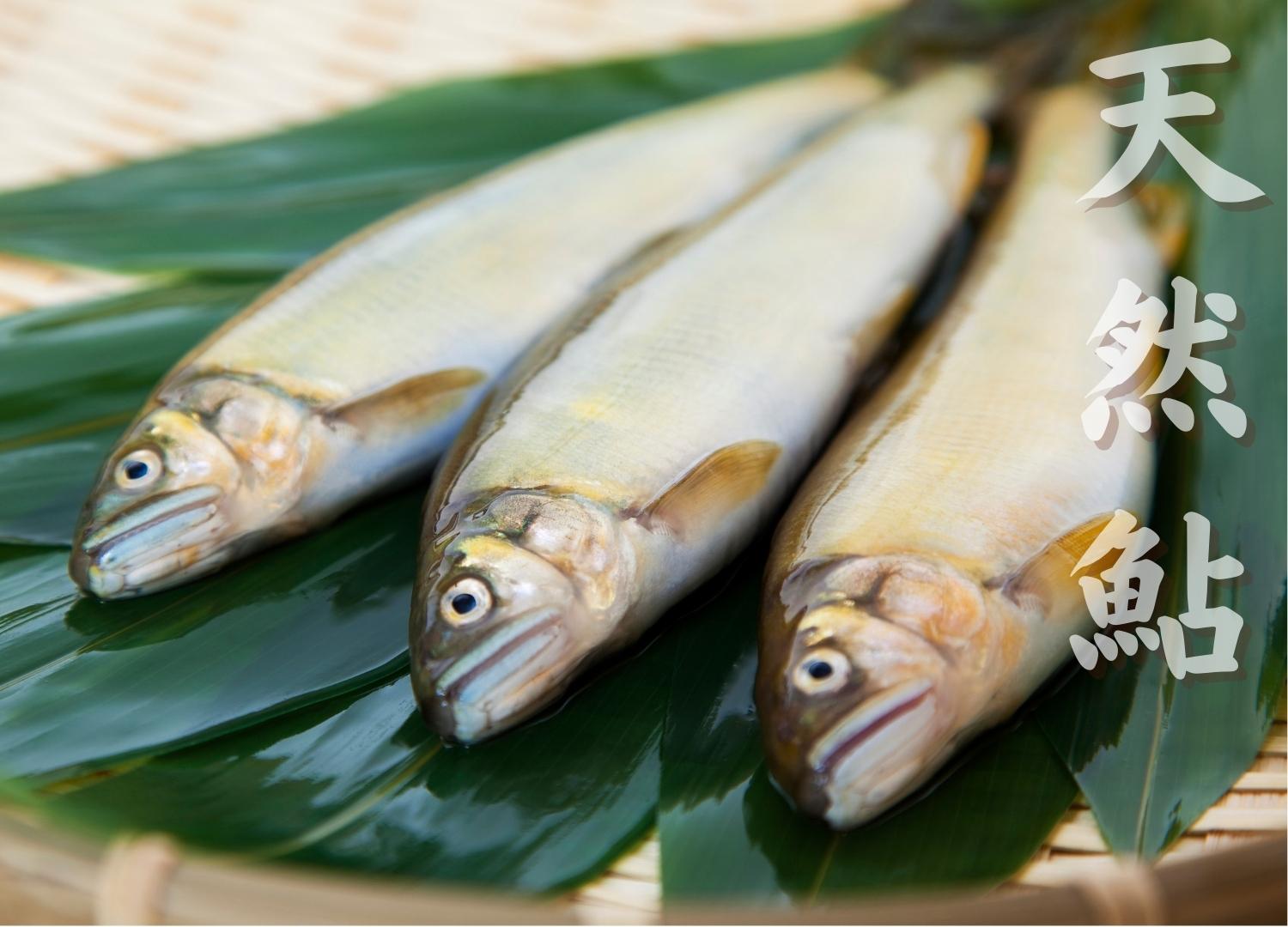 仁淀川 天然鮎（冷凍） – 池澤鮮魚オンラインショップ