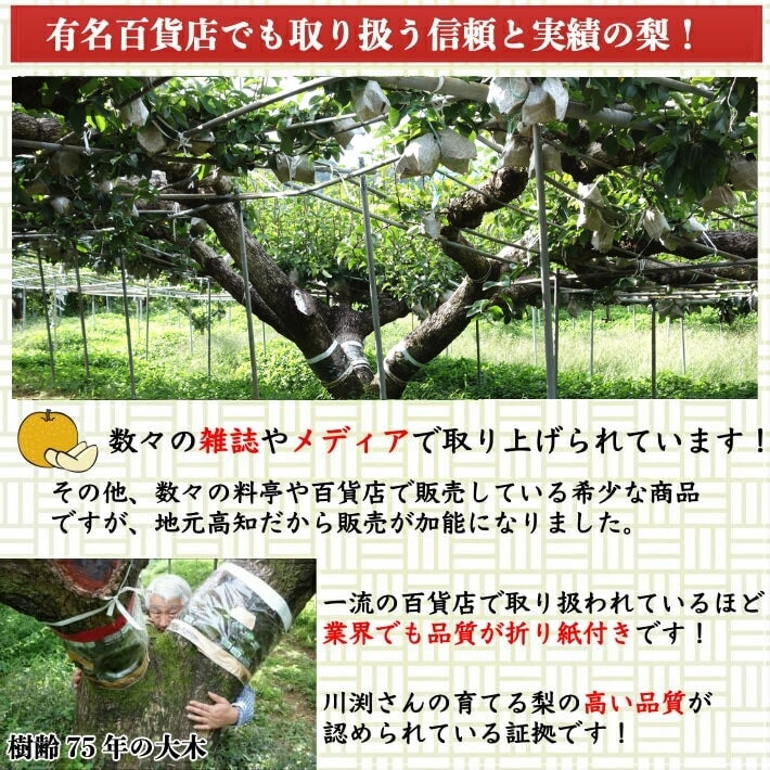 \9月上旬発送予約/ 秋月梨 高知県針木産 産地直送品