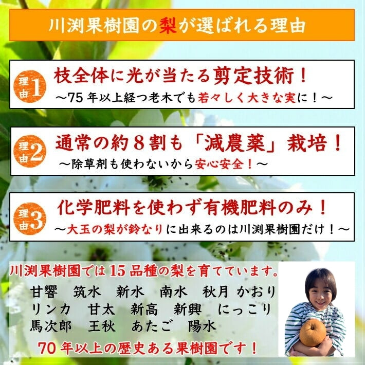 \9月上旬発送予約/ 秋月梨 高知県針木産 産地直送品