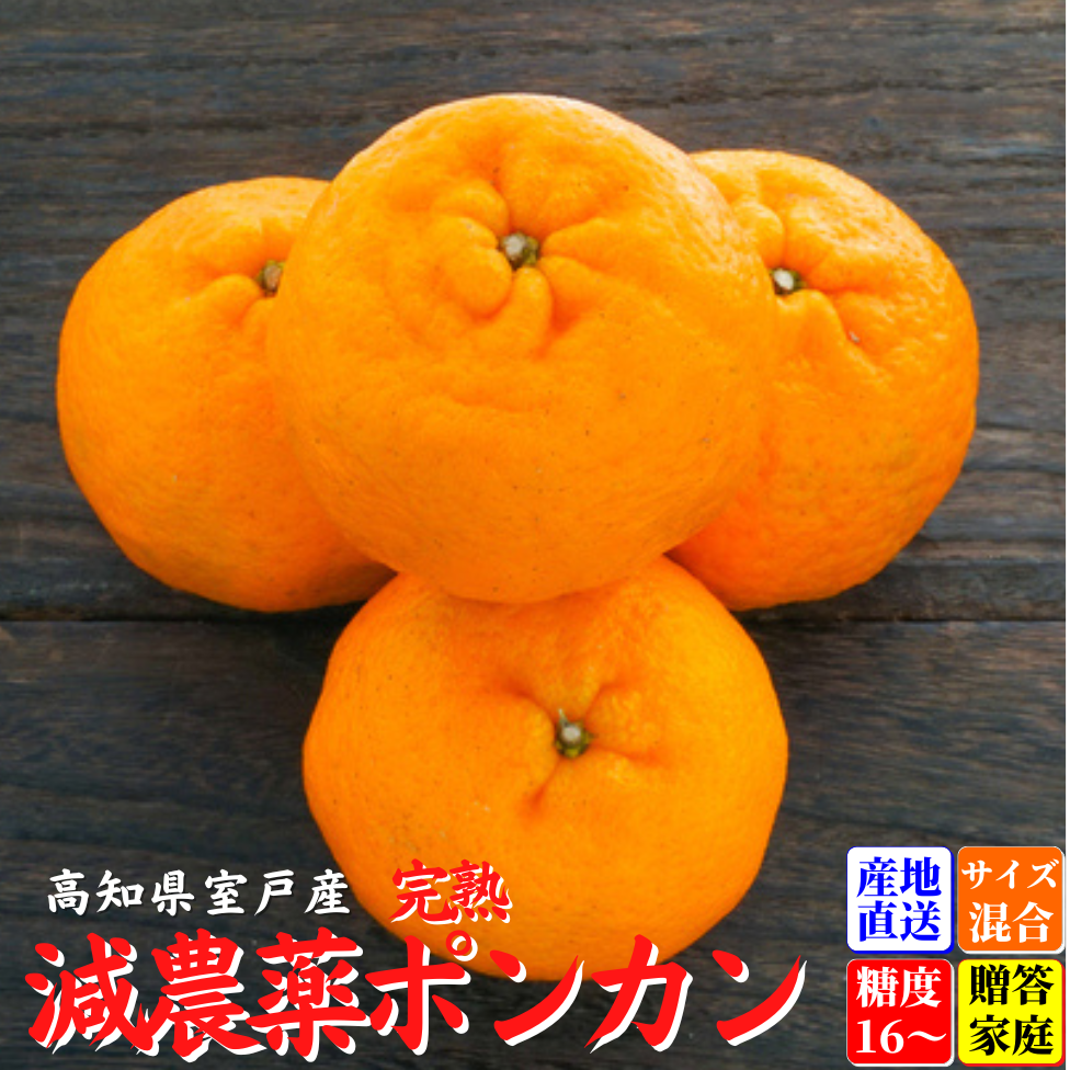 減農薬 完熟ぽんかん 贈答・家庭用