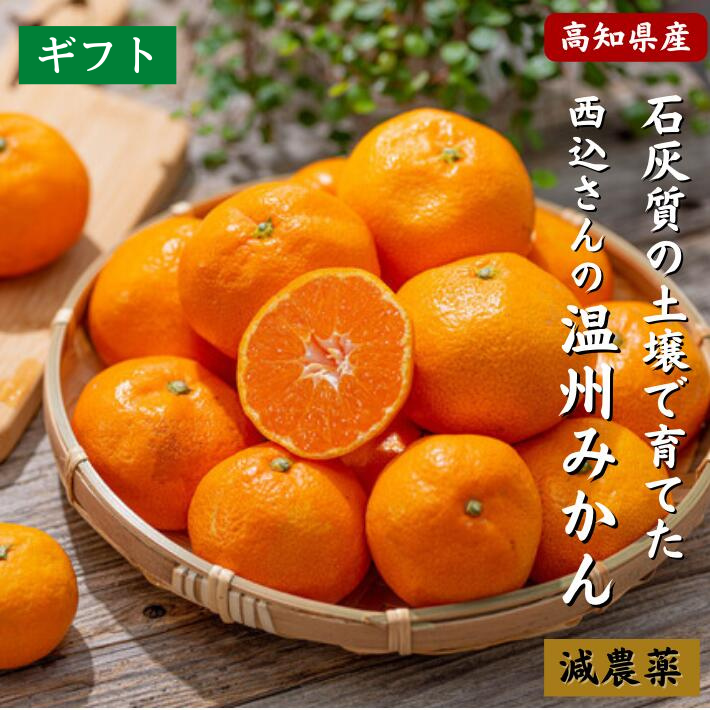 \11月発送予約/ 高知県産 減農薬 温州みかん ギフト用 サイズ各種