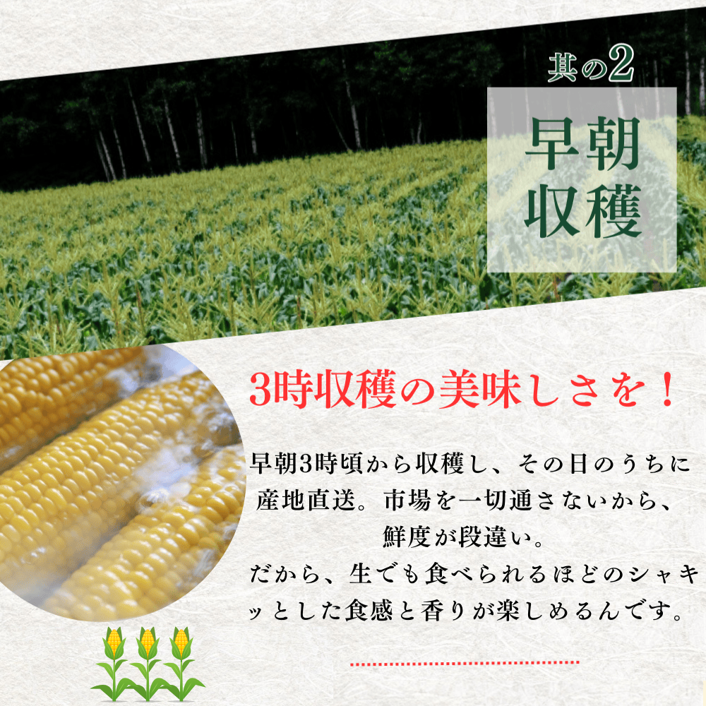 【6月上中旬発送予約】糖度18度 ゴールドラッシュ 生とうもろこし 約4,5kg (12~14本)