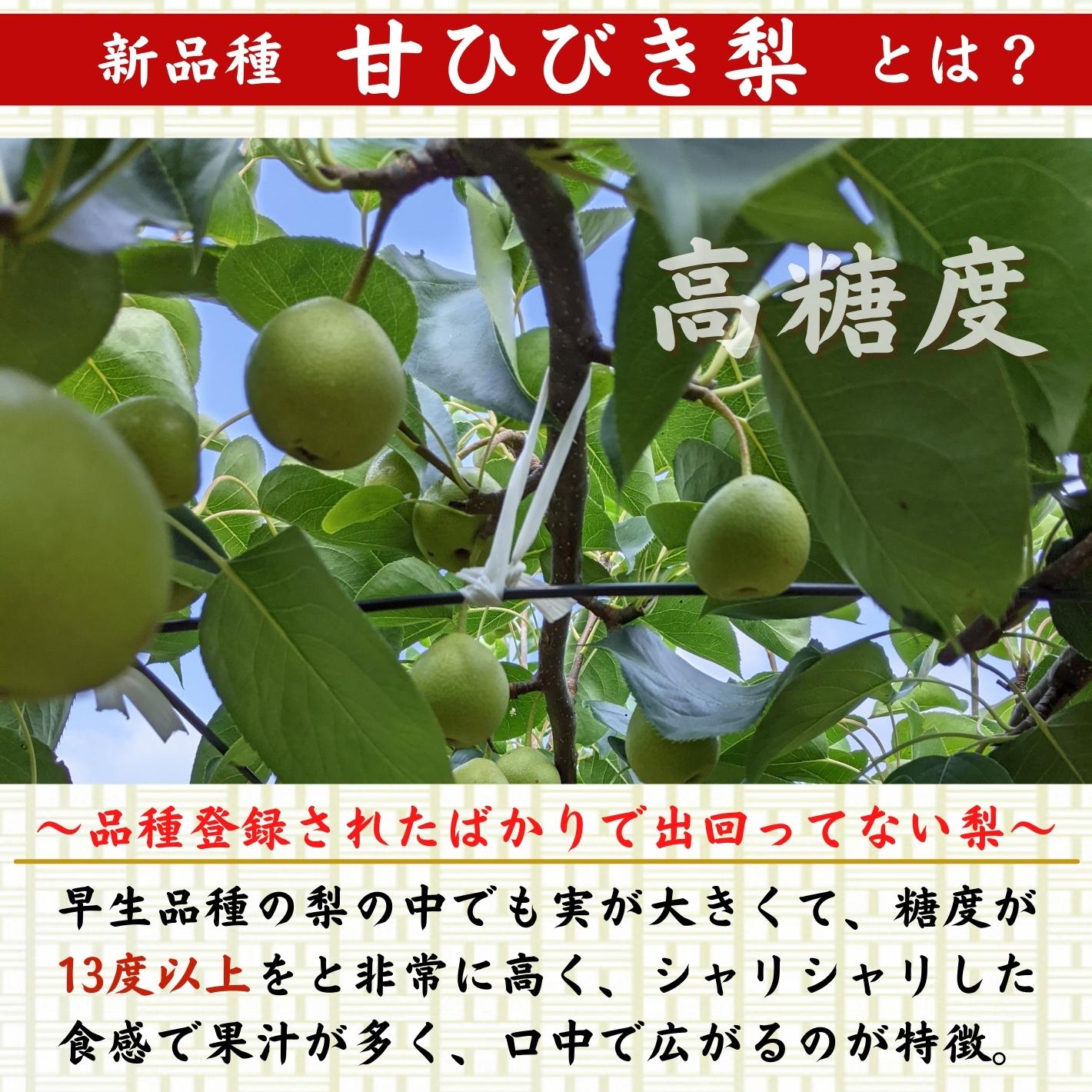 【今期完売】甘ひびき 梨 高知県針木産 産地直送品