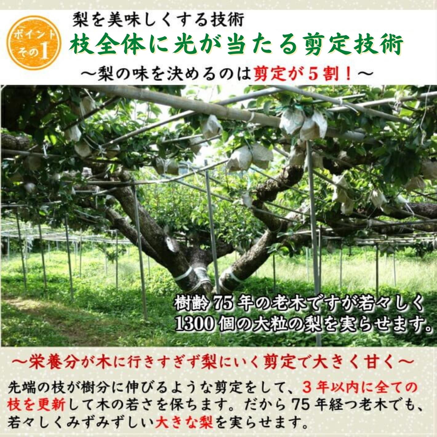 【今期完売】甘ひびき 梨 高知県針木産 産地直送品