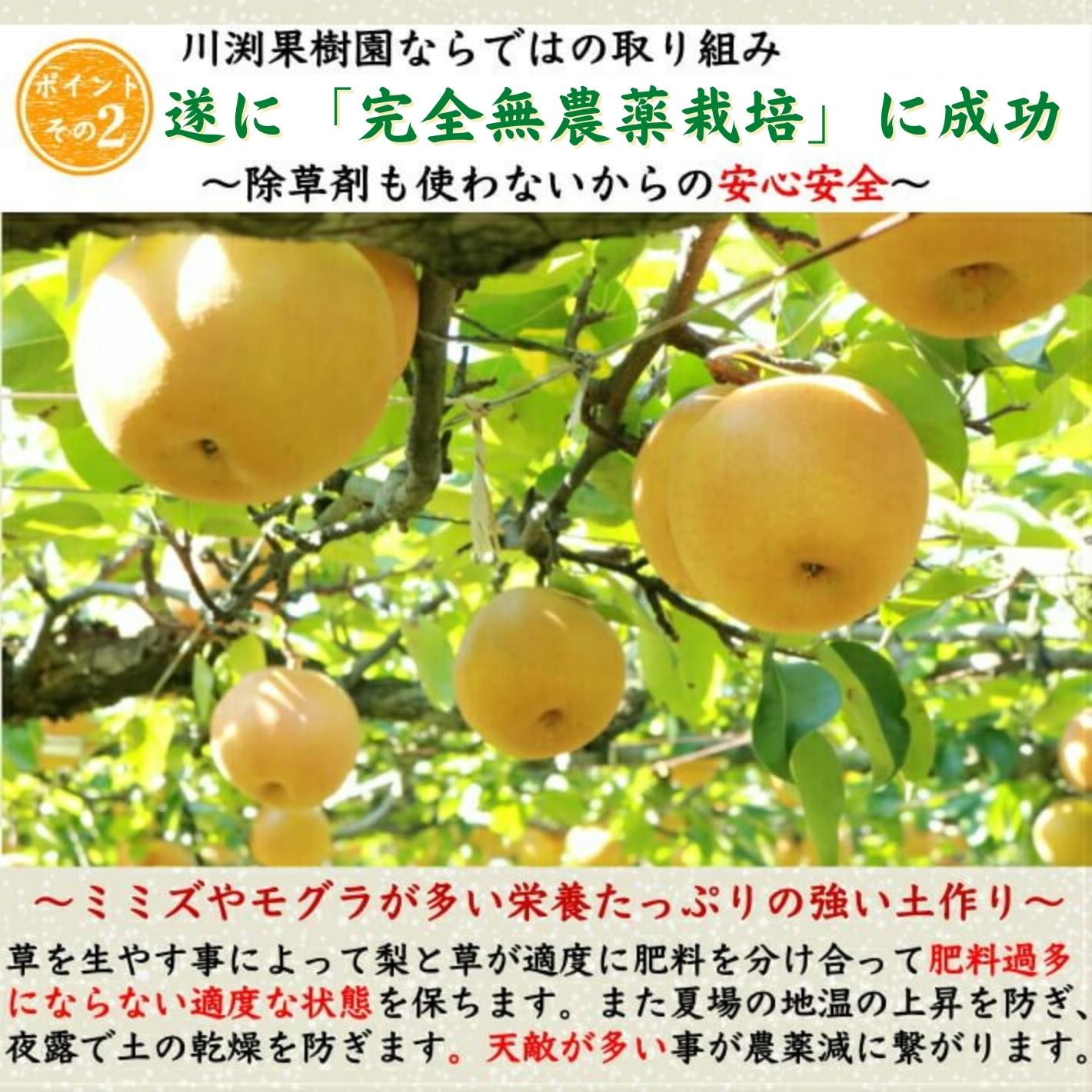 【今期完売】甘ひびき 梨 高知県針木産 産地直送品