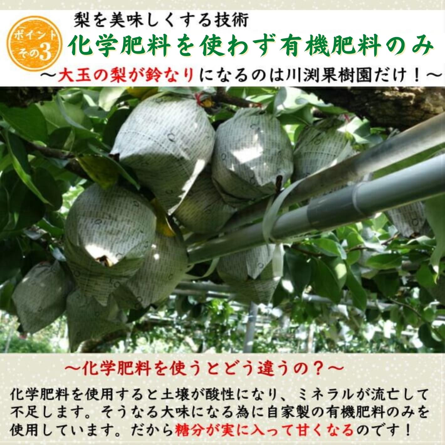 【今期完売】甘ひびき 梨 高知県針木産 産地直送品