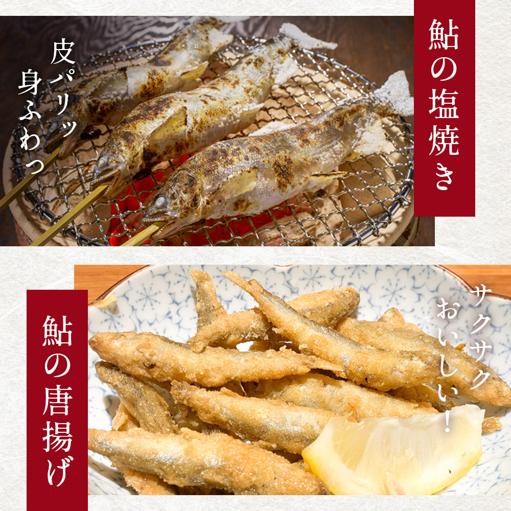 冷凍していない生鮎 高知県 仁淀川 天然鮎