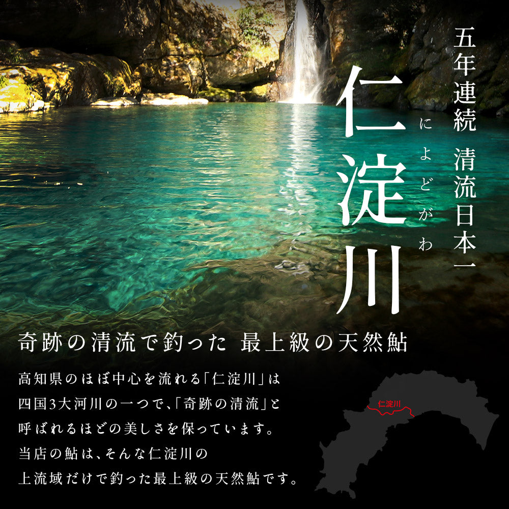 冷凍していない生鮎 高知県 仁淀川 天然鮎