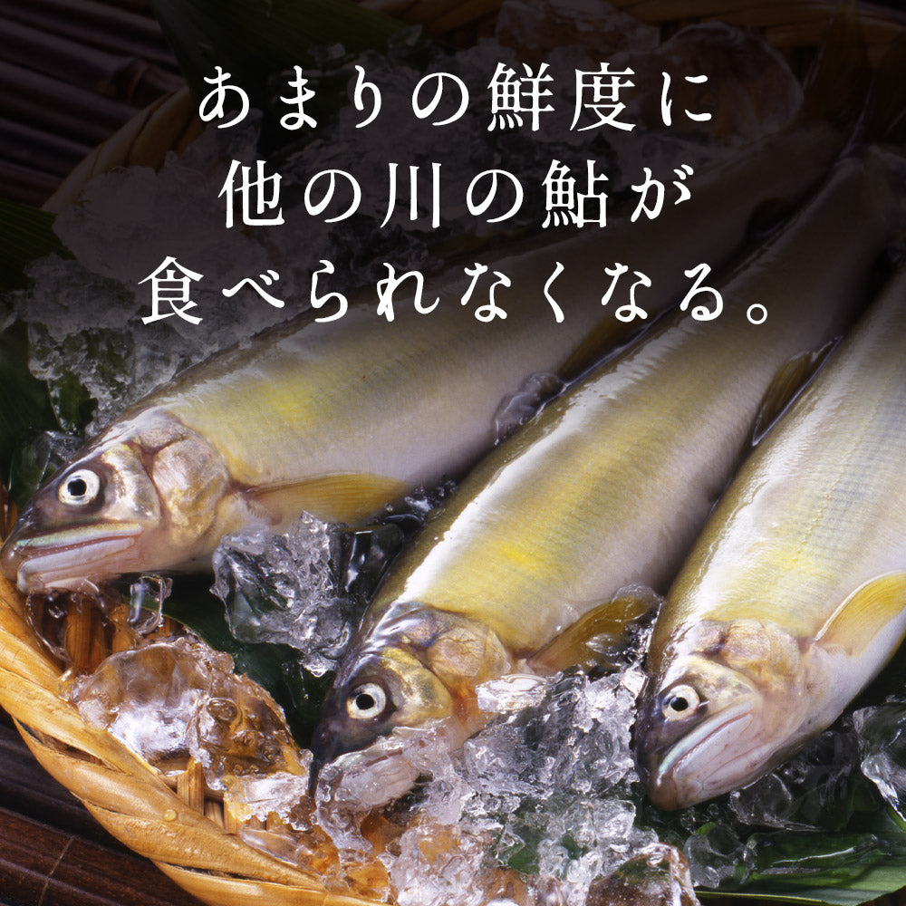 冷凍していない生鮎 高知県 仁淀川 天然鮎