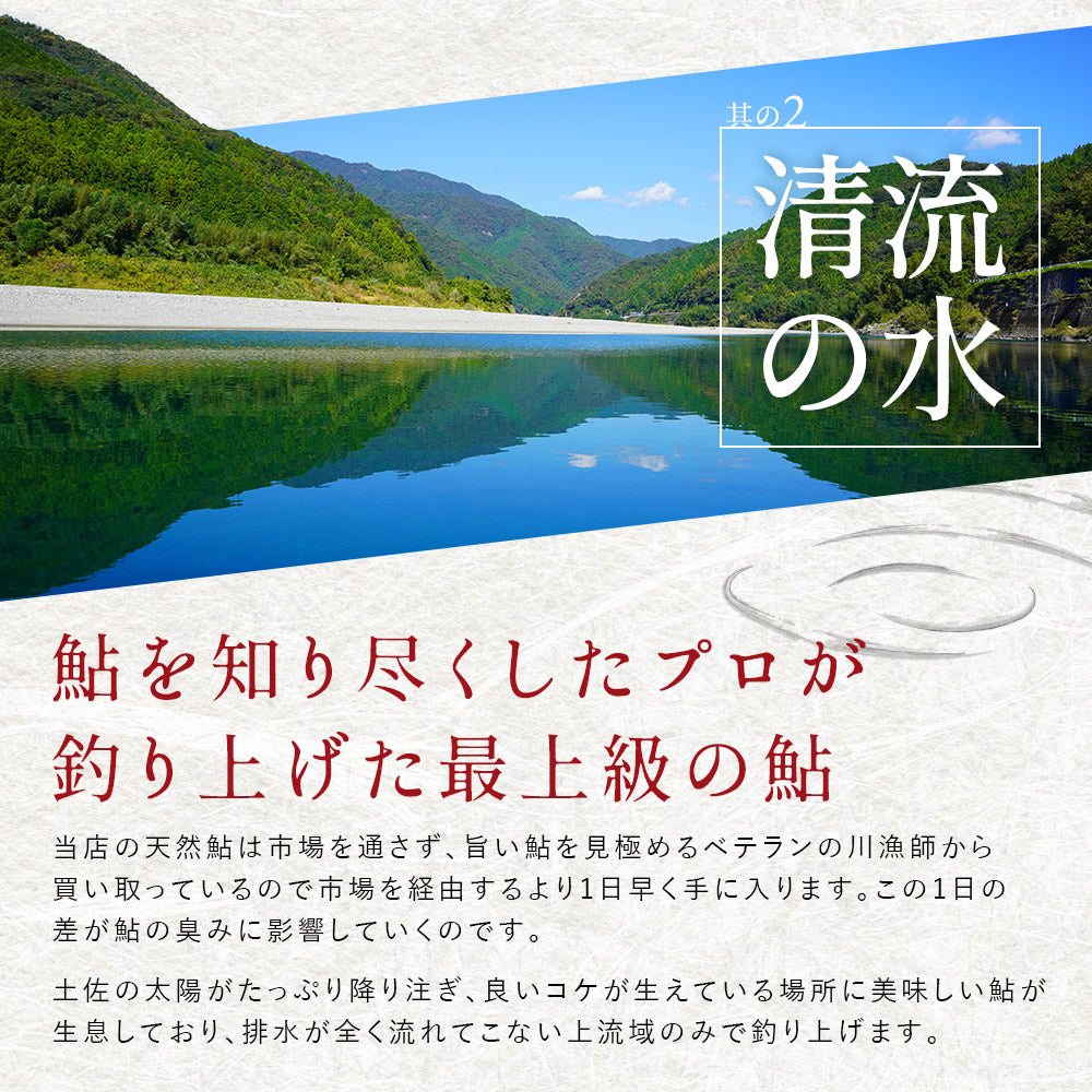 冷凍していない生鮎 高知県 仁淀川 天然鮎