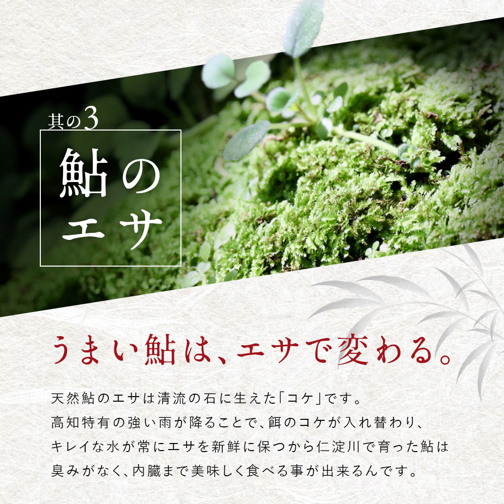 冷凍していない生鮎 高知県 仁淀川 天然鮎