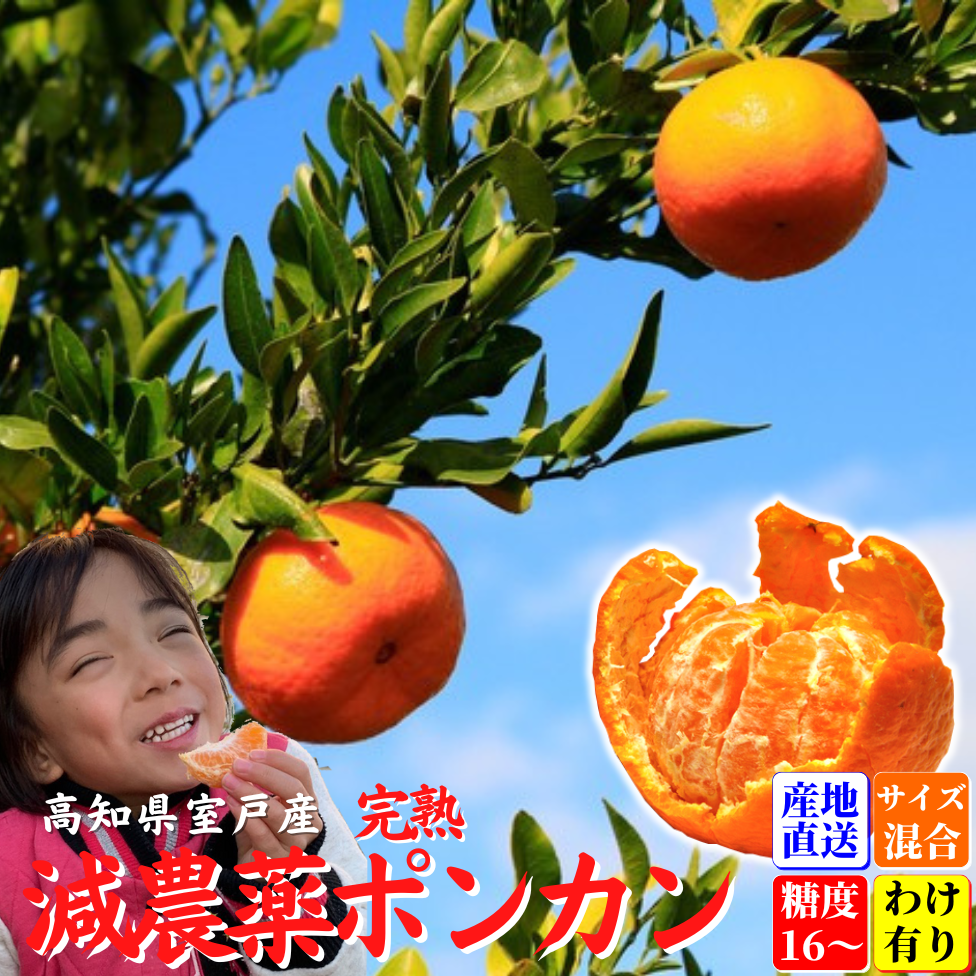 減農薬 完熟ぽんかん 訳あり品