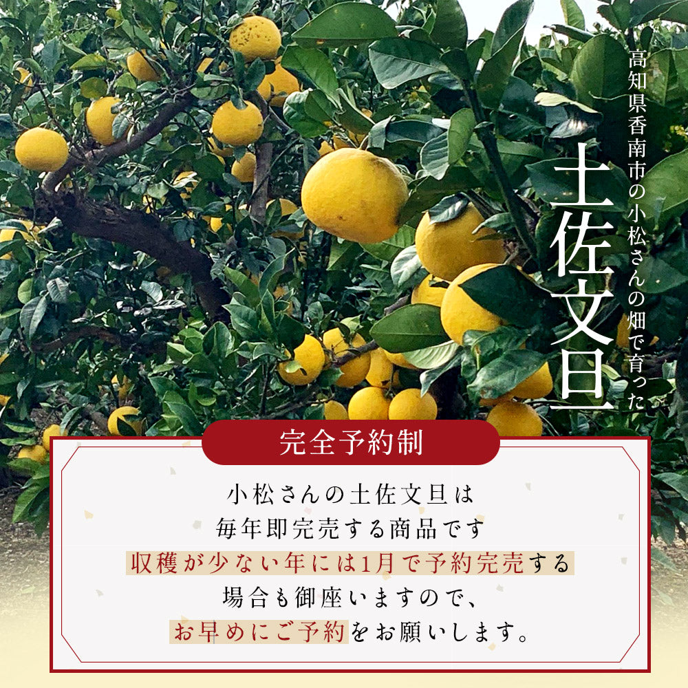 小松さんの減農薬 土佐文旦 約5kg 家庭用 訳あり