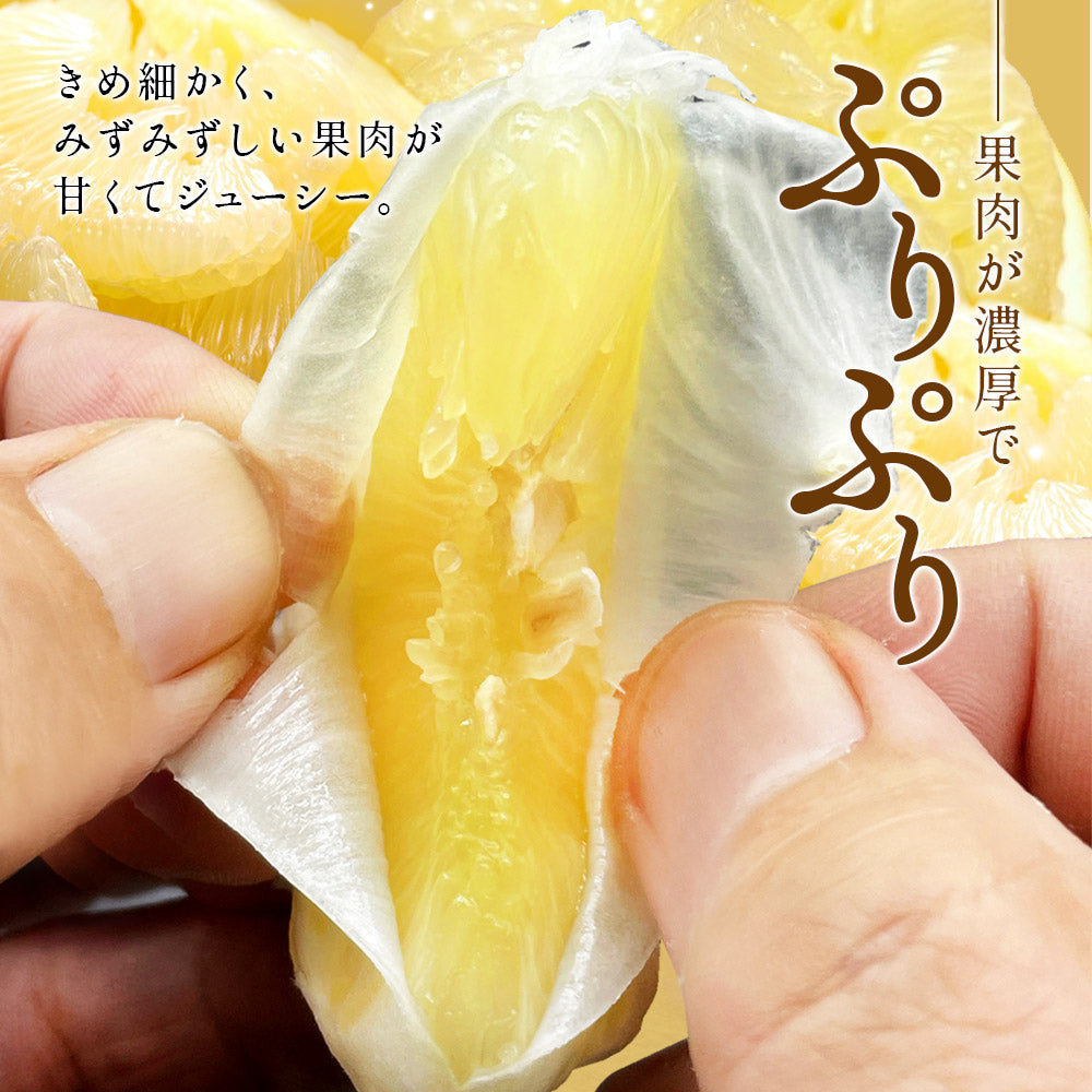 小松さんの減農薬 土佐文旦 約5kg 家庭用 訳あり