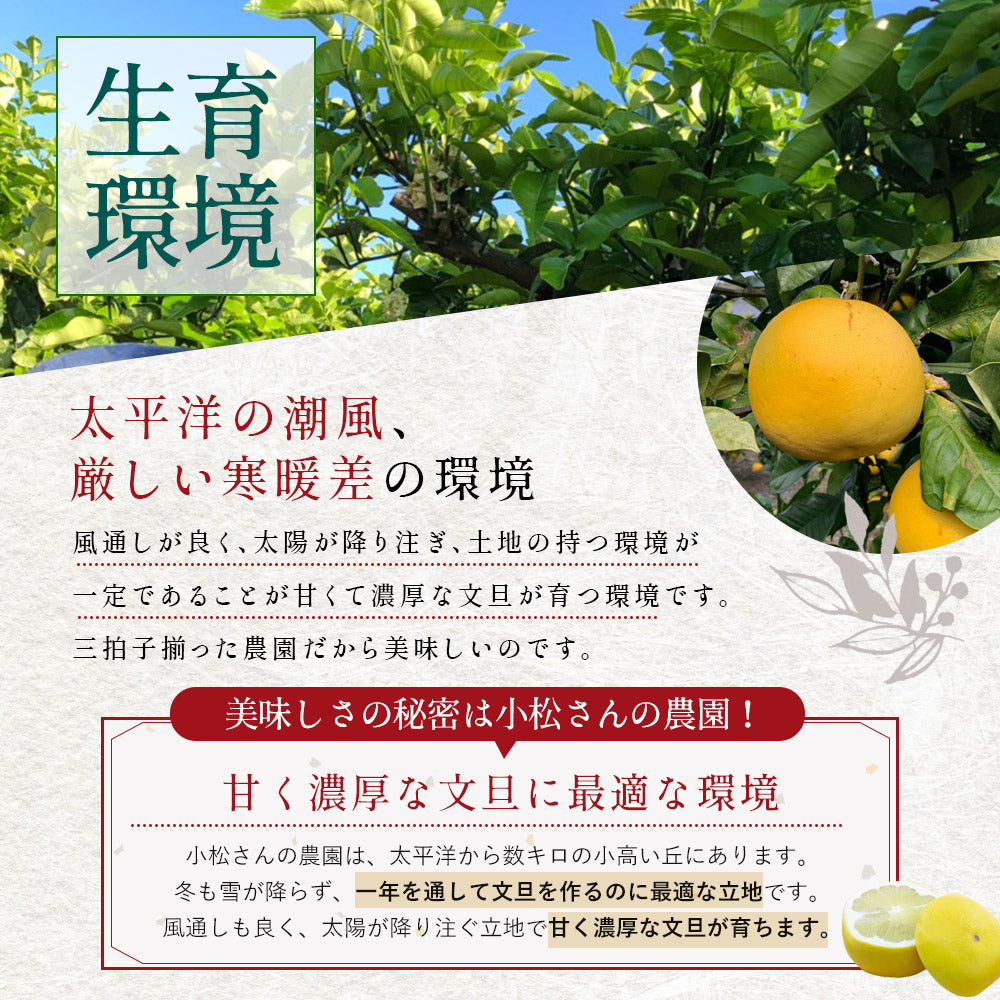 小松さんの減農薬 土佐文旦 約3kg 贈答用