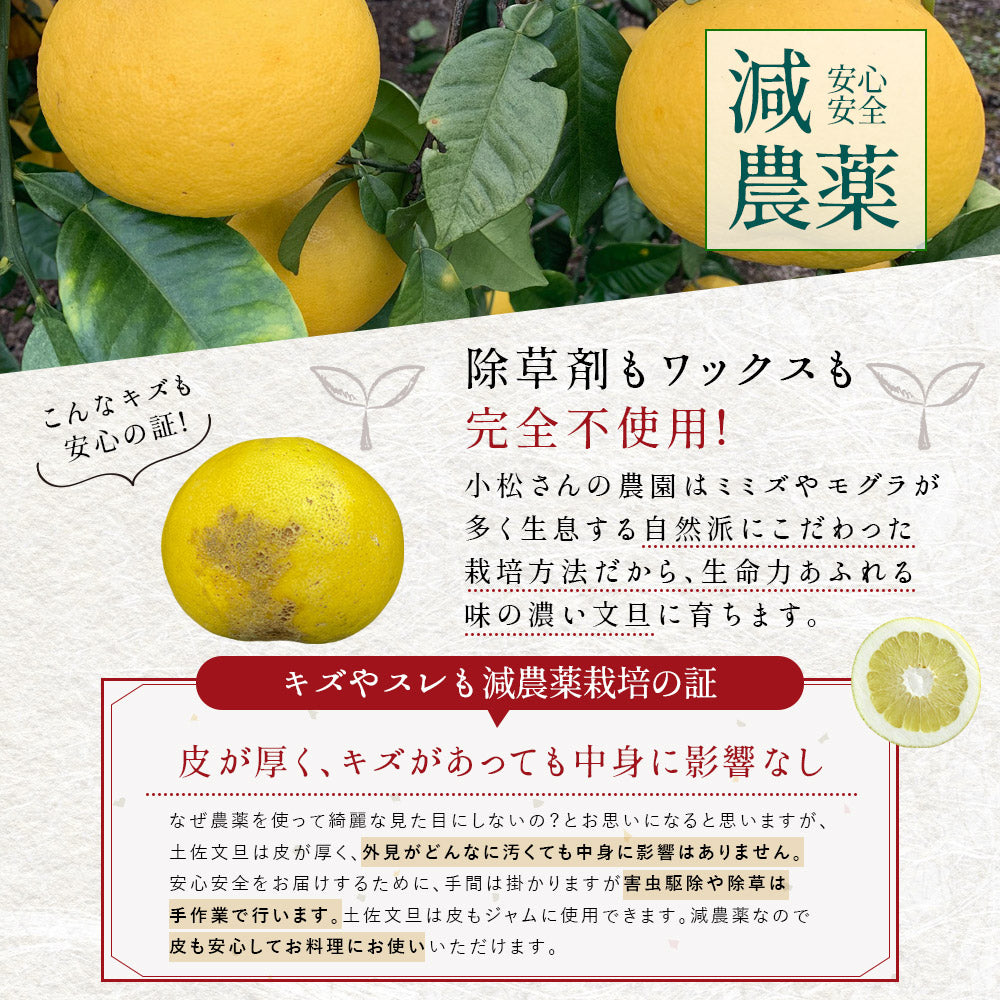 小松さんの減農薬 土佐文旦 約5kg 家庭用 訳あり