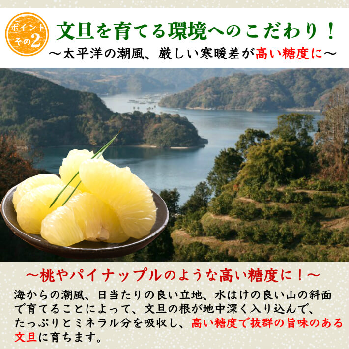 無農薬 有機JAS認定 土佐文旦 有機栽培 訳あり 高知県産 2L-L