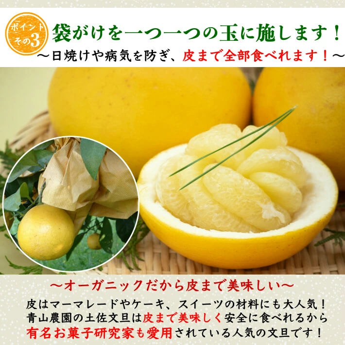 無農薬 有機JAS認定 土佐文旦 有機栽培 訳あり 高知県産 2L-L