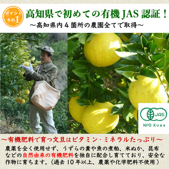 無農薬 有機JAS認定 土佐文旦 有機栽培 訳あり 高知県産 2L-L