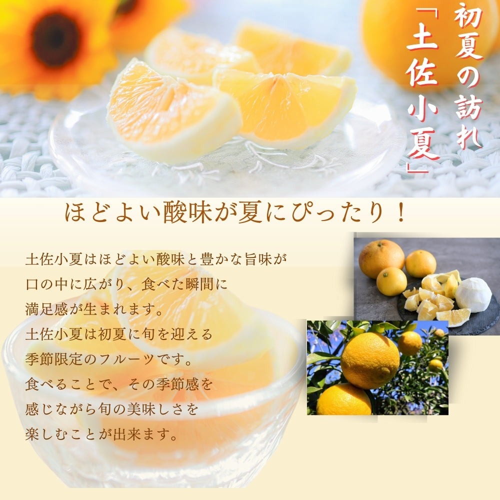 糖度14度 減農薬 ハウス土佐小夏 (5kg 7kg)訳あり品