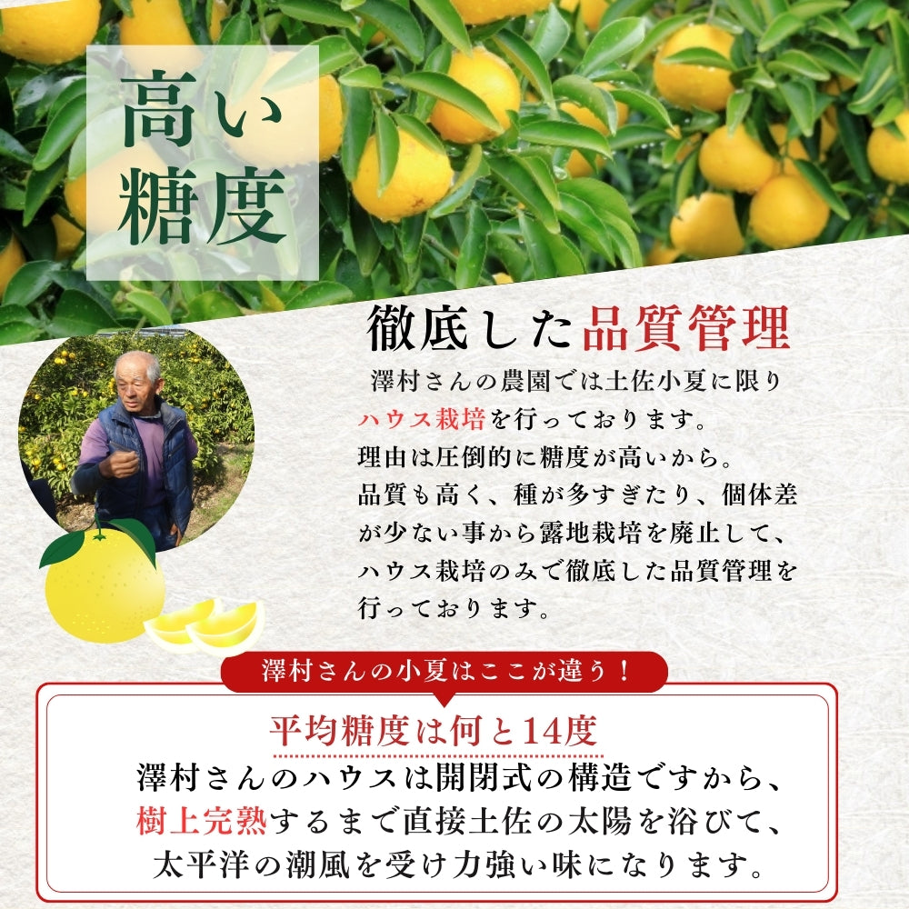 糖度14度 減農薬 ハウス土佐小夏 (5kg 7kg)訳あり品