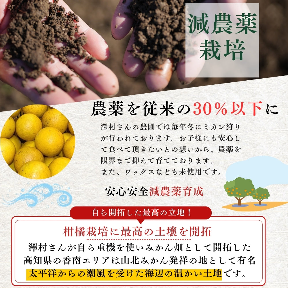 糖度14度 減農薬 ハウス土佐小夏 (5kg 7kg)訳あり品