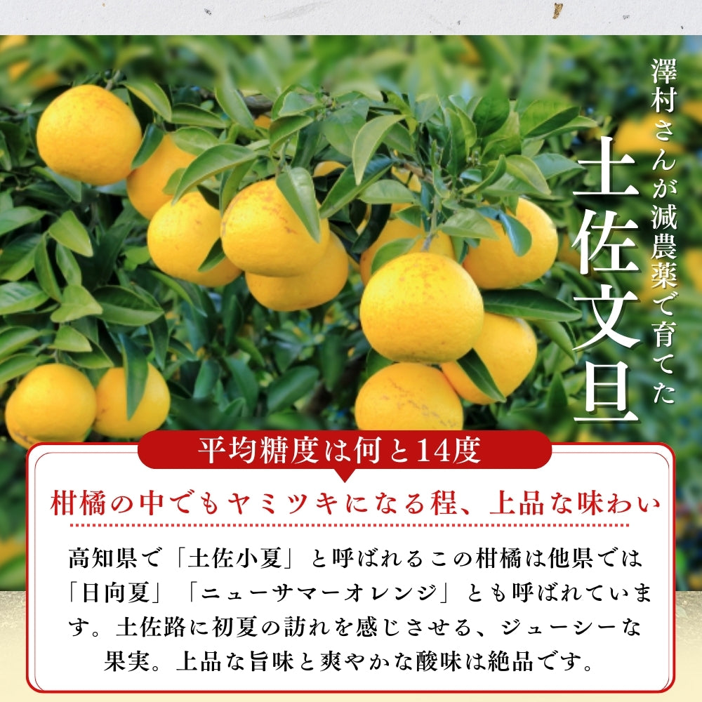 糖度14度 減農薬 ハウス土佐小夏 (5kg 7kg)訳あり品