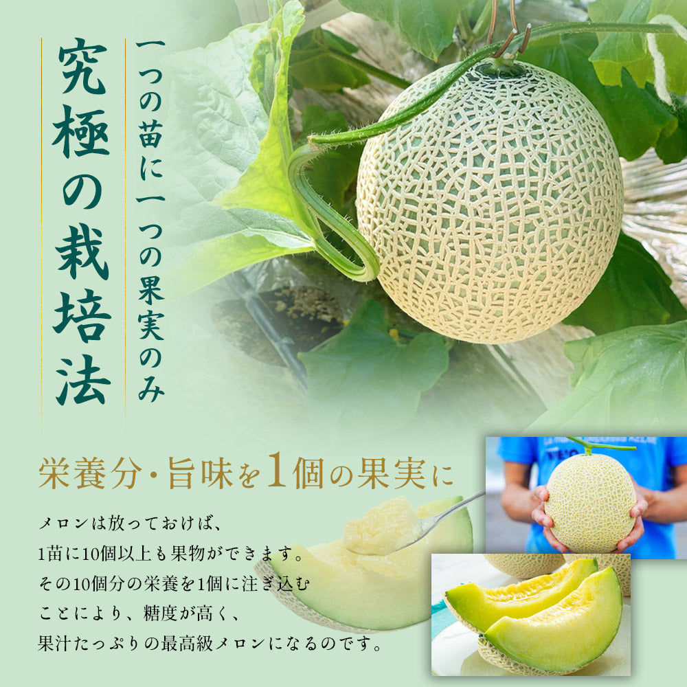 【特選】IRODORI 近澤さんの最高級緑肉メロン 1玉