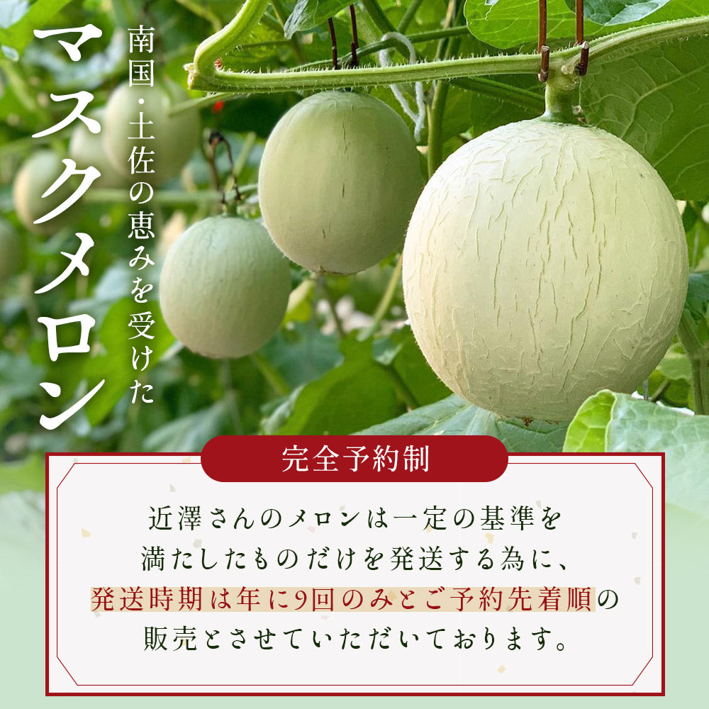 【特選】IRODORI 近澤さんの最高級緑肉メロン 1玉