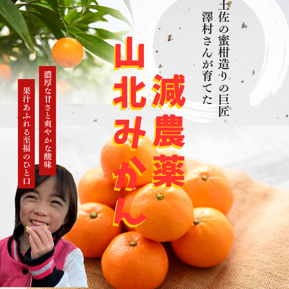 \11月発送予約/ 山北みかん 減農薬 訳あり サイズ混合