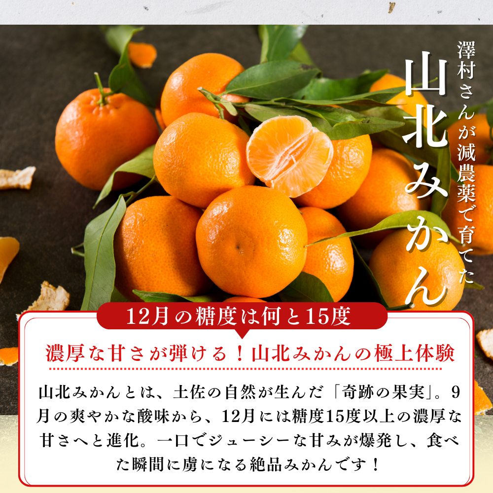 \11月発送予約/ 山北みかん 減農薬 優品 サイズ混合