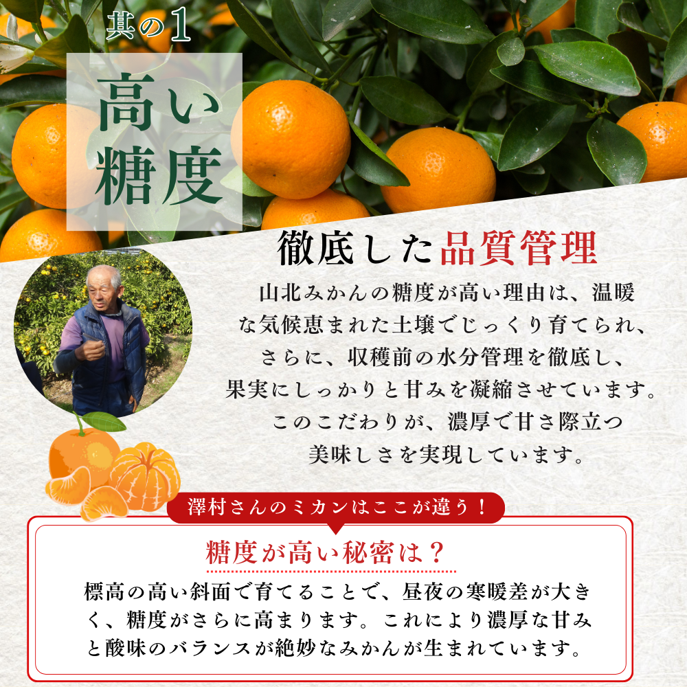\11月発送予約/ 山北みかん 減農薬 優品 サイズ混合