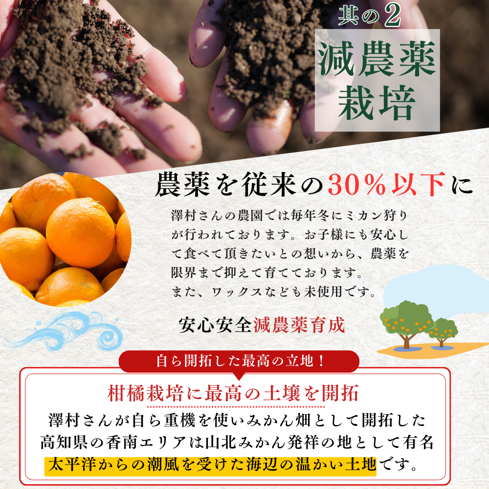 \11月発送予約/ 山北みかん 減農薬 優品 サイズ混合