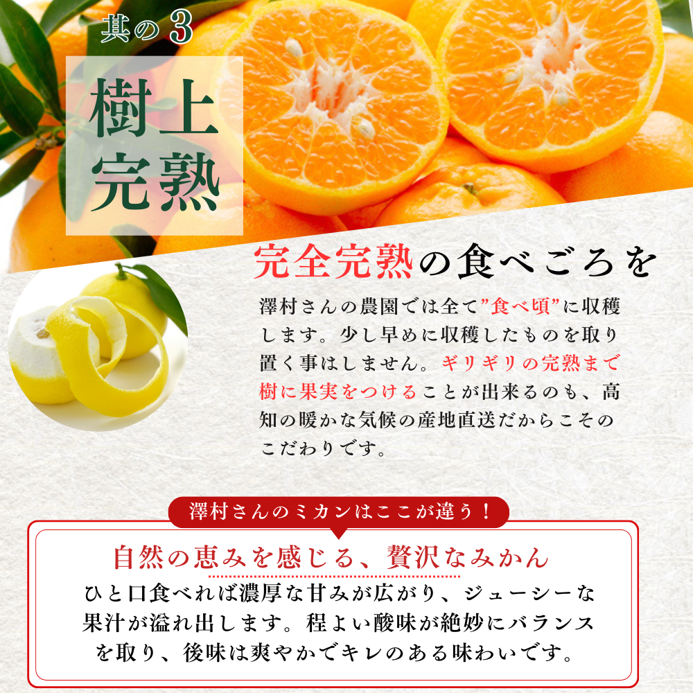 \11月発送予約/ 山北みかん 減農薬 訳あり サイズ混合