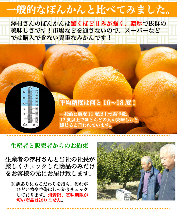 減農薬 完熟ぽんかん 贈答・家庭用