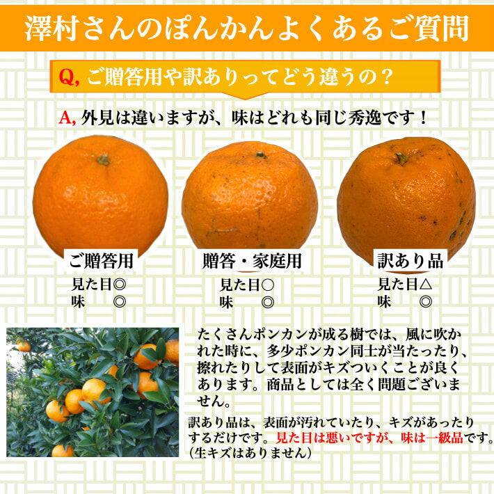 減農薬 完熟ぽんかん 贈答・家庭用