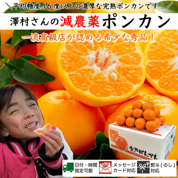 減農薬 完熟ぽんかん 贈答・家庭用