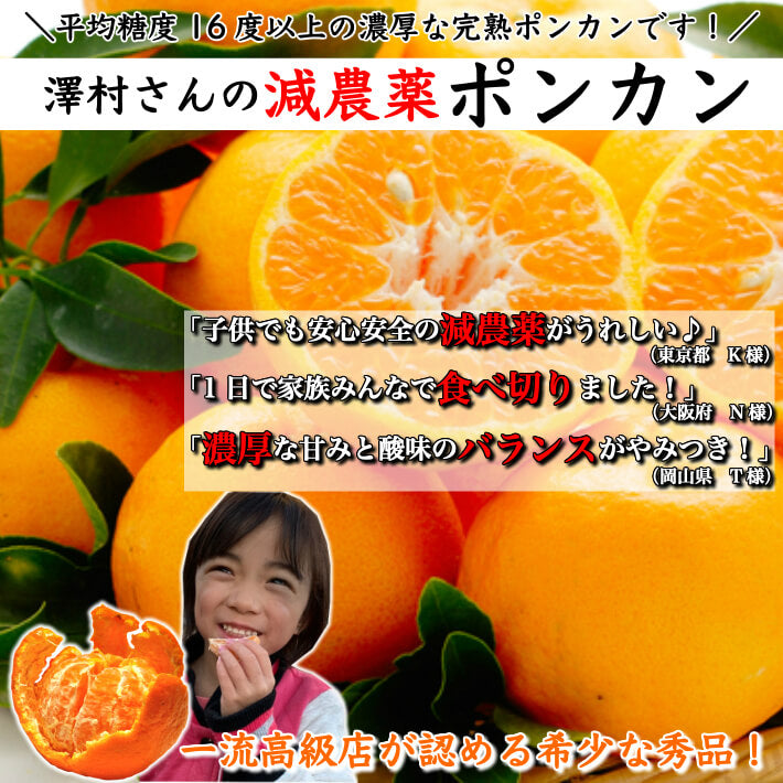 減農薬 完熟ぽんかん 訳あり品