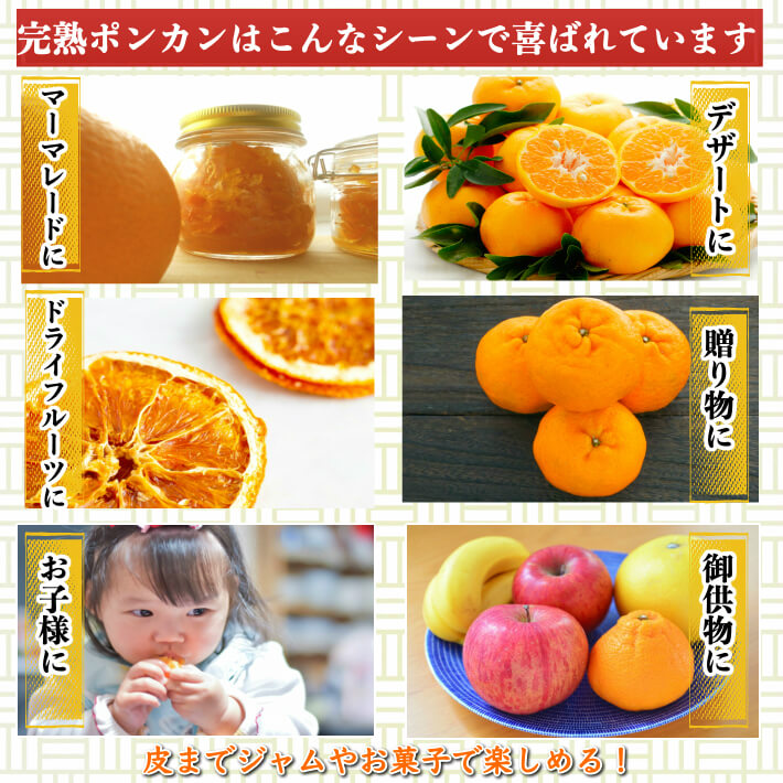 減農薬 完熟ぽんかん 贈答・家庭用