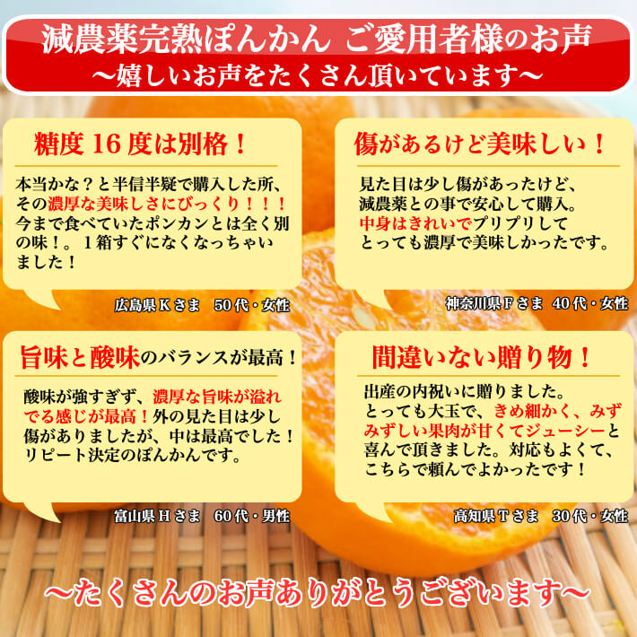 減農薬 完熟ぽんかん 訳あり品