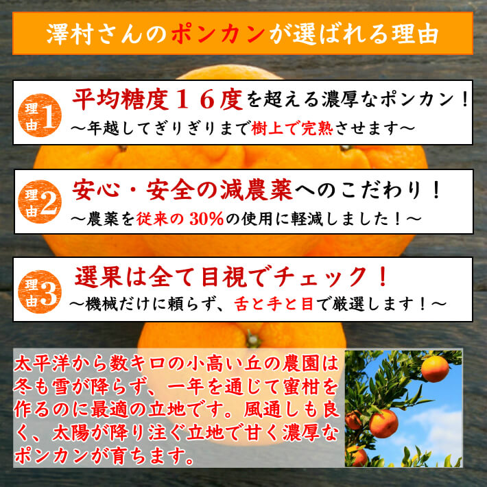 減農薬 完熟ぽんかん 訳あり品