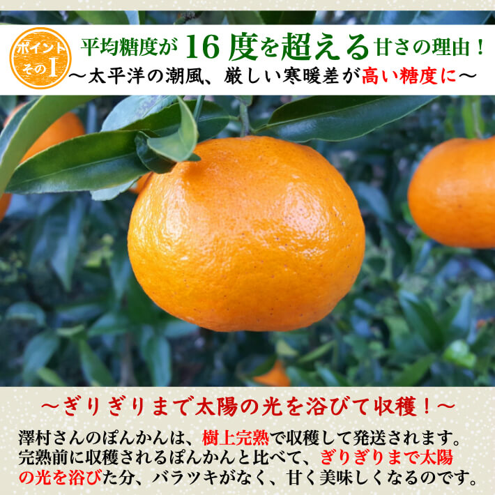 減農薬 完熟ぽんかん 訳あり品