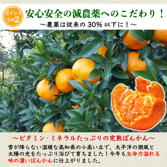 減農薬 完熟ぽんかん 贈答・家庭用