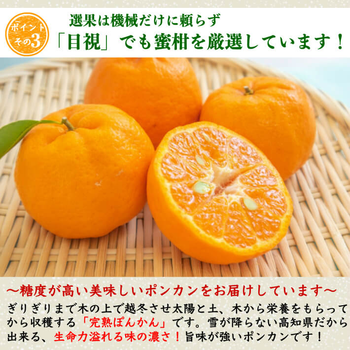 減農薬 完熟ぽんかん 訳あり品