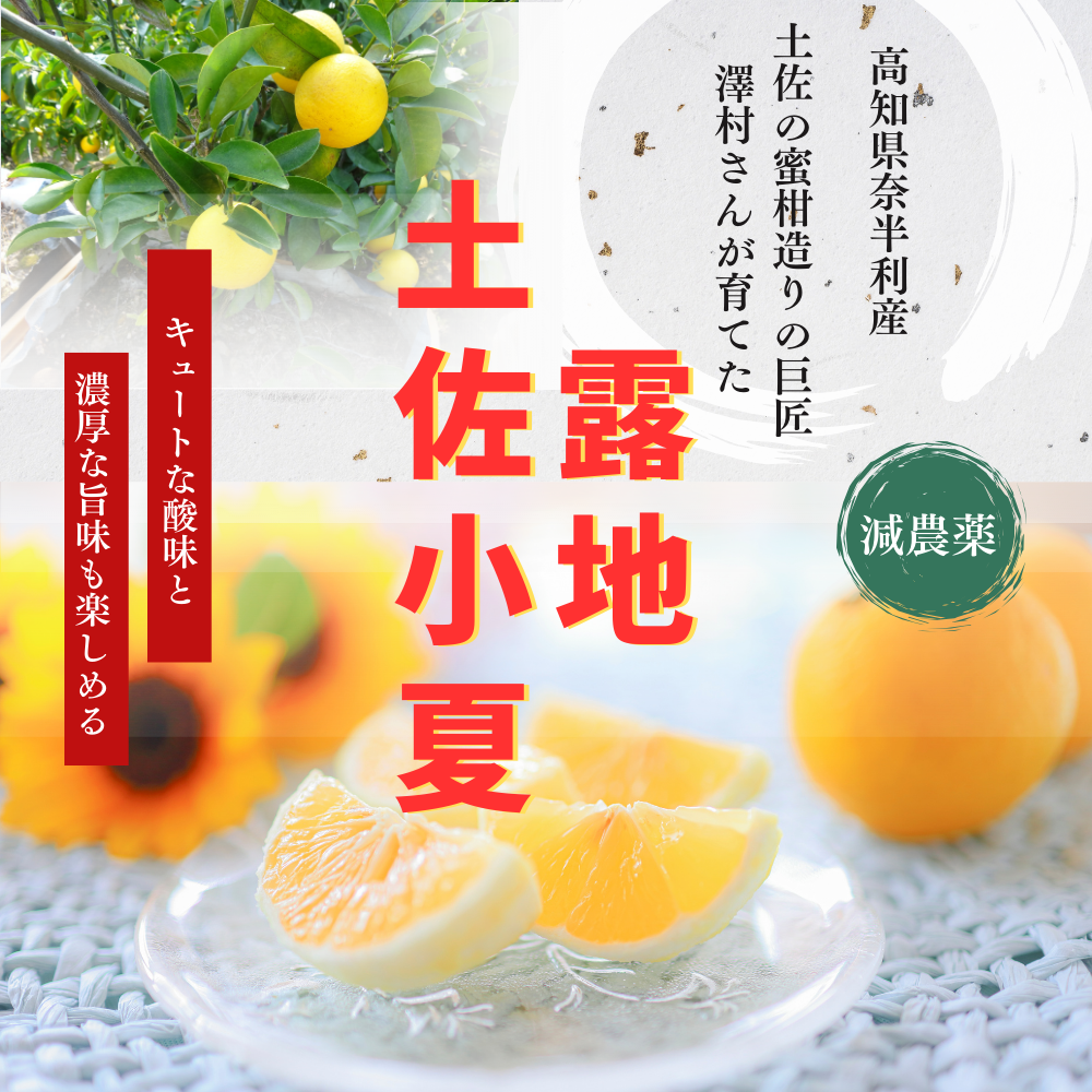 糖度14度 減農薬 露地 土佐小夏(3kg/5kg/7kg)(ギフト用/家庭用訳あり)