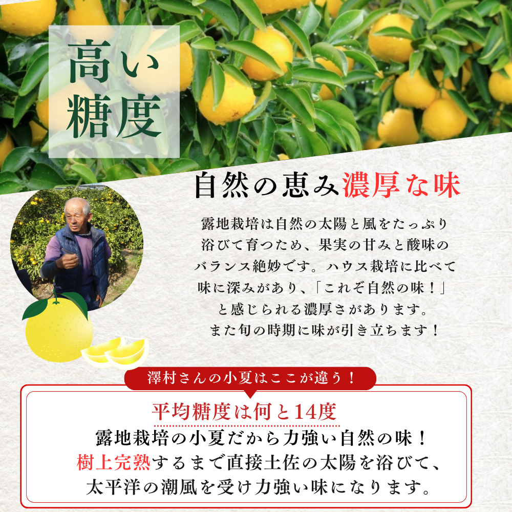 糖度14度 減農薬 露地 土佐小夏(3kg/5kg/7kg)(ギフト用/家庭用訳あり)