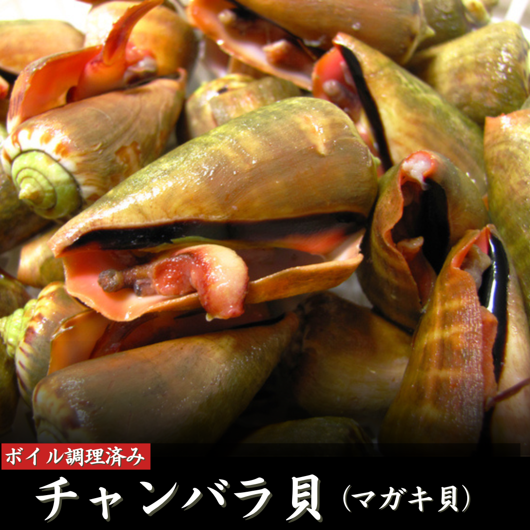 チャンバラ貝 （マガキ貝） – 池澤鮮魚オンラインショップ