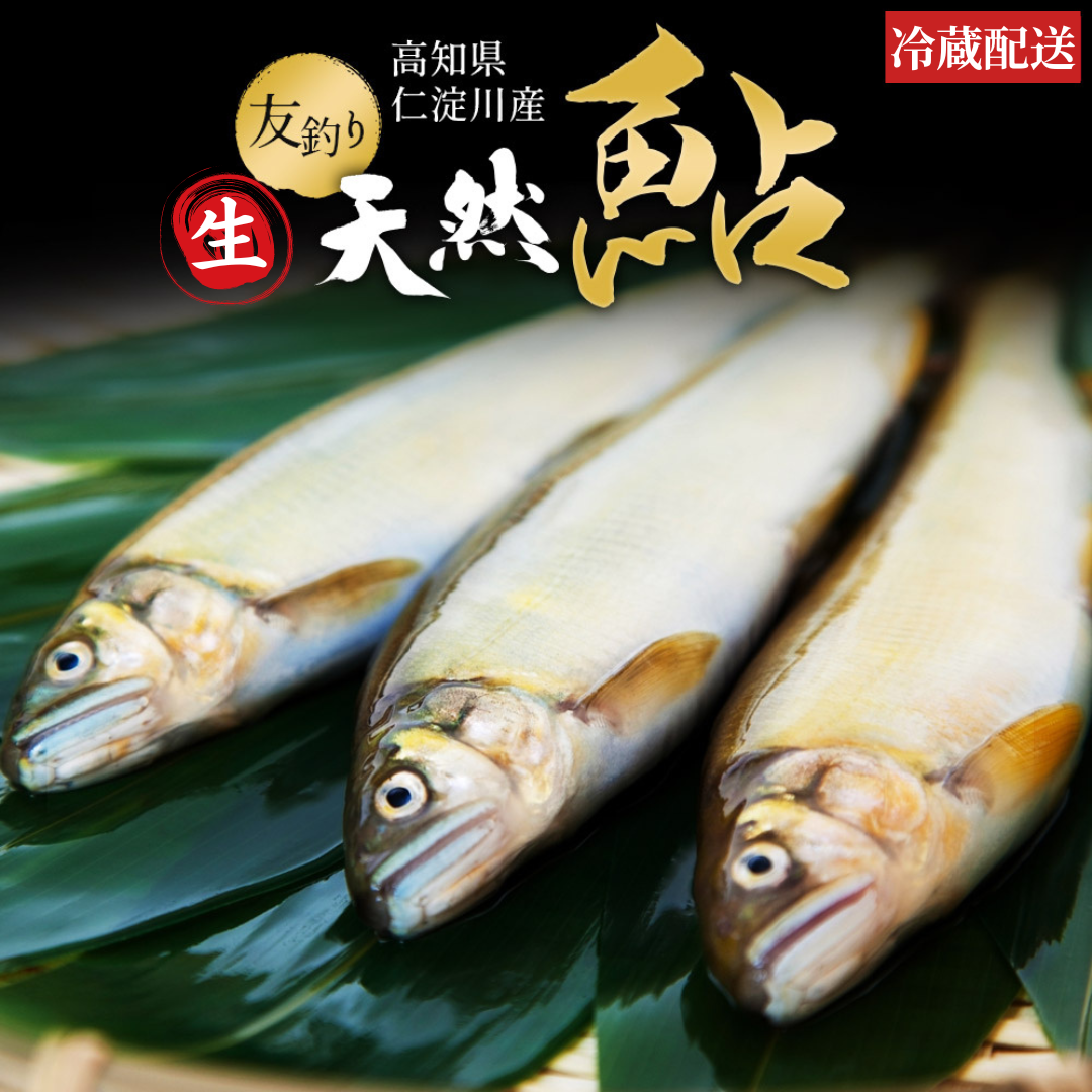 冷凍していない生鮎 高知県 仁淀川 天然鮎