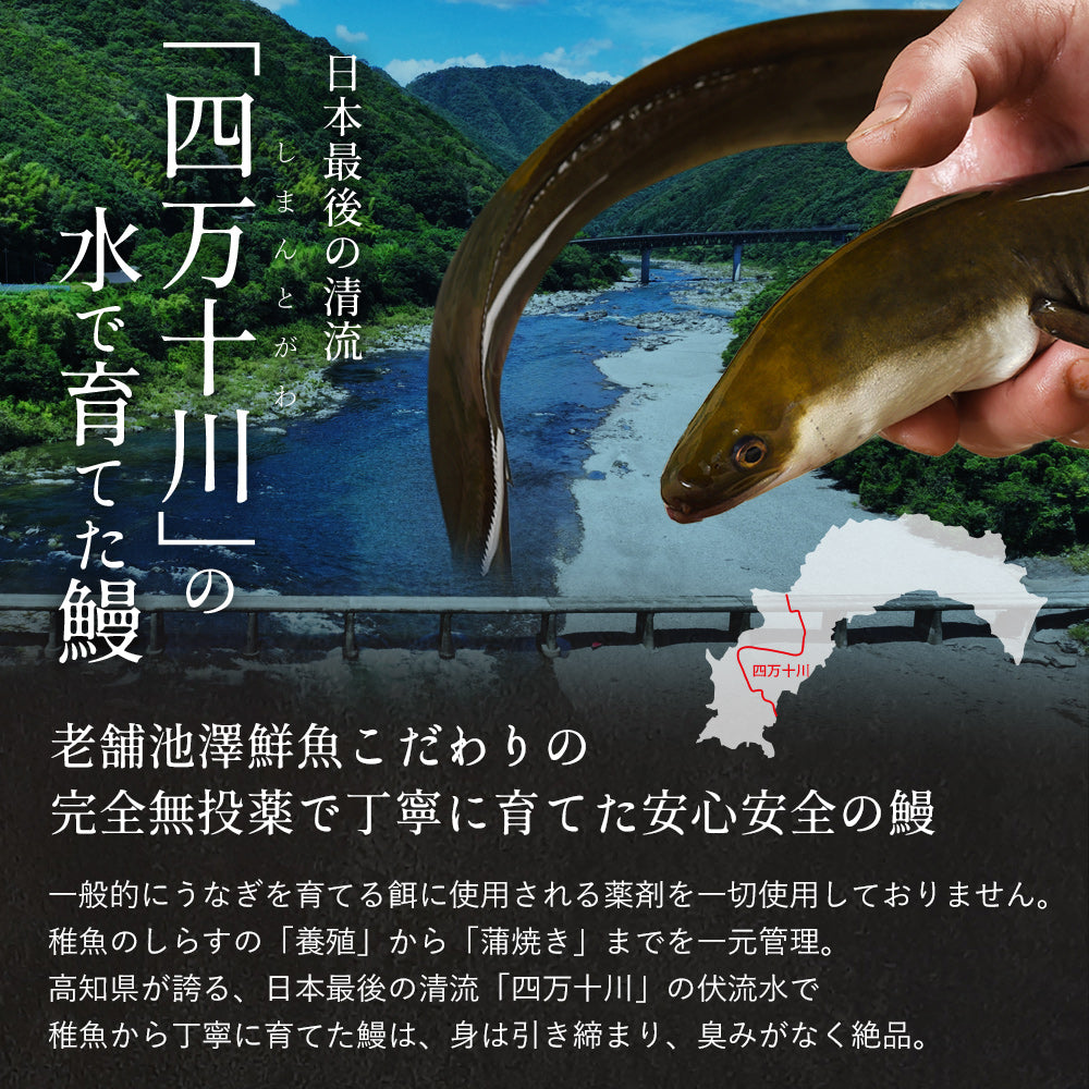 四万十川産 うなぎ蒲焼き 4尾 無投薬 国産 四万十鰻