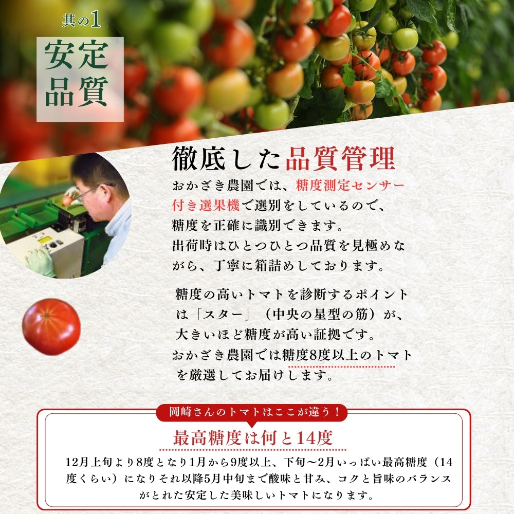 高知県春野産 高濃度 フルーツトマト 訳あり 家庭用